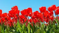 Rode tulpen, blauwe lucht van Jenco van Zalk thumbnail