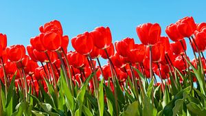 Rode tulpen, blauwe lucht