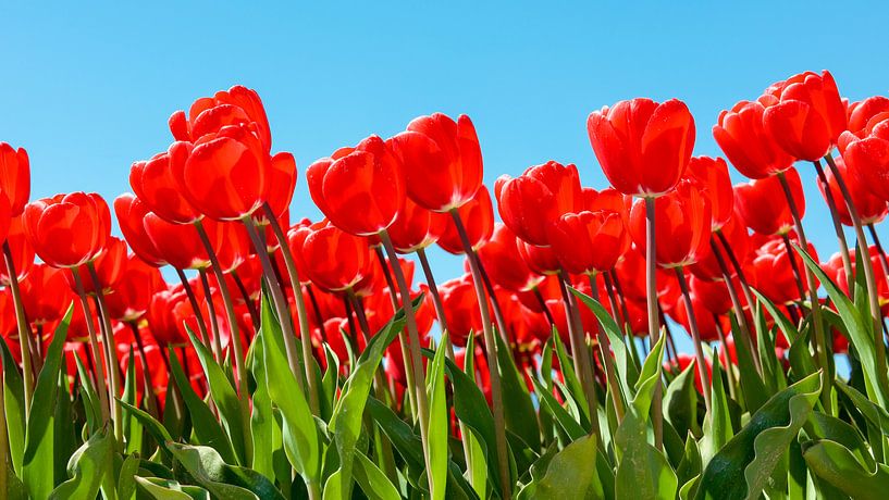 Rode tulpen, blauwe lucht van Jenco van Zalk