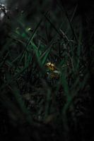 Frog caught in the moonlight