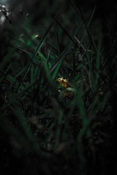 Frog caught in the moonlight by Roel Verver