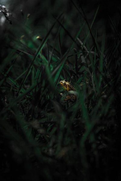 Frog caught in the moonlight par Roel Verver