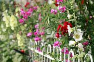 Stockmalven, Stockmalve, Stockrose, Blume, Blüte, Zaun, Gartenzaun, bunt von Torsten Krüger Miniaturansicht