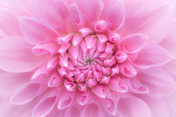 Liefde voor dahlia's Lavender Perfection van Cindy Mulder