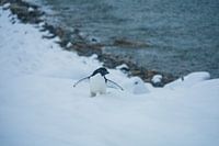 Penguin Antarctica - llll