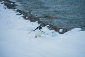 Pingouin de l'Antarctique - llll