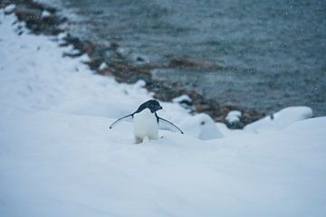 Penguin Antarctica - llll by G. van Dijk