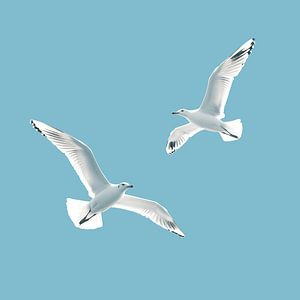 Free flight of two seagulls in blue sky