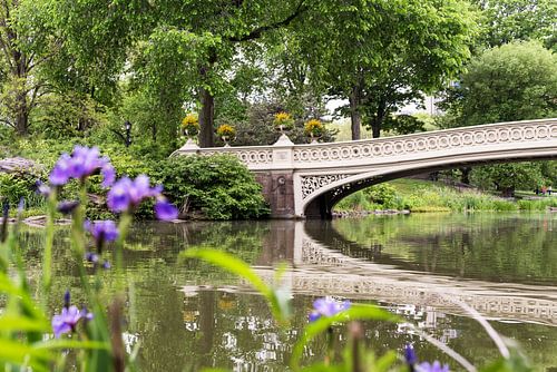 New York      Central Park
