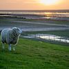 "De Wachter", schaap (Texelaar) op de dijk bij de Waddenzee tijdens zonsondergang van Tim Groeneveld