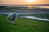 "De Wachter", schaap (Texelaar) op de dijk bij de Waddenzee tijdens zonsondergang