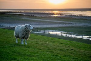 "De Wachter", schaap (Texelaar) op de dijk bij de Waddenzee tijdens zonsondergang