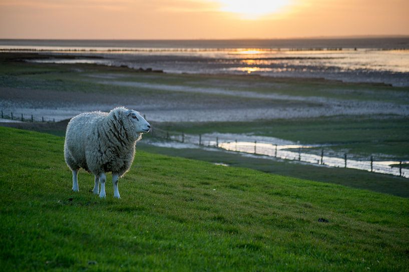 "De Wachter", schaap (Texelaar) op de dijk bij de Waddenzee tijdens zonsondergang par Tim Groeneveld