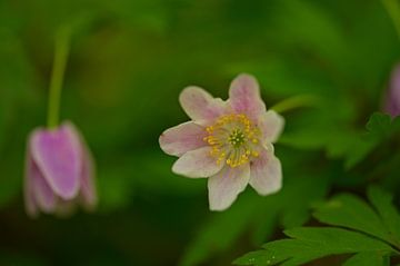 Macro of an anemone in a forest in Thuringia by Alexander Ließ