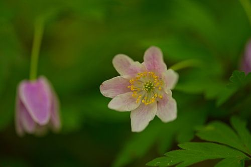 Macro of an anemone in a forest in Thuringia