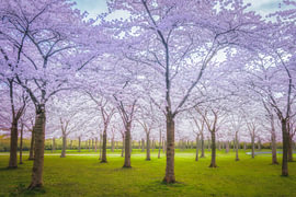 Blossom by Bram de Jong