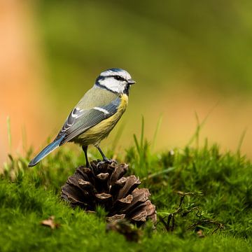 Mésange bleue