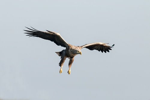 Zeearend, Haliaeetus albicilla