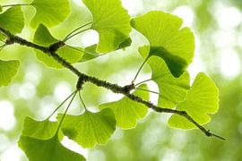 Gingkozweig von Thomas Herzog