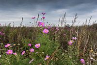 Herfst bloemen in de polder met dreigende lucht