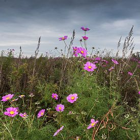 Najaars bloemen in de polder van Jan Pott