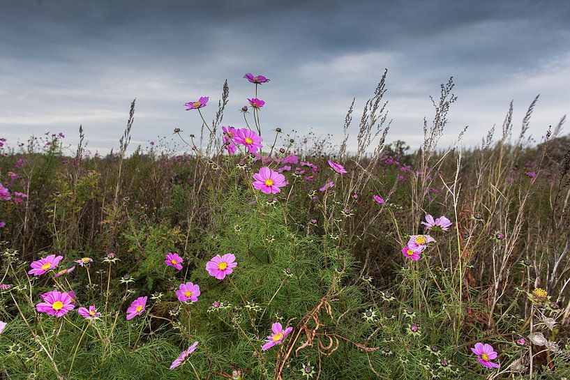 Herbstblumen im Polder von Jan Pott