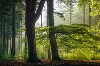 Ambiguous - Beautiful forest in the morning by Jeroen Lagerwerf thumbnail