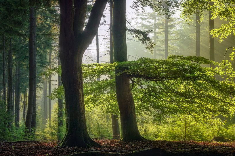 Ambiguous - Beautiful forest in the morning by Jeroen Lagerwerf