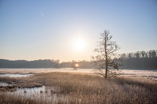 Weiland en bomen in de winter, landschapsopname in de ochtend