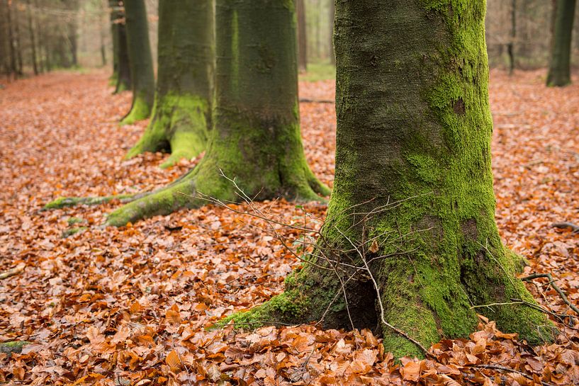 Groene boomvoeten op een bladertapijt van Tonko Oosterink