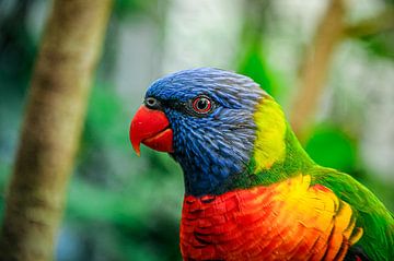 Kleurrijke lorikeet (papegaai) van AB Photography