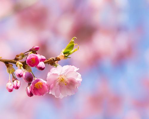 Macrofoto van roze kersenbloesems van een sierkersenboom