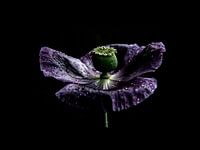 purple rose