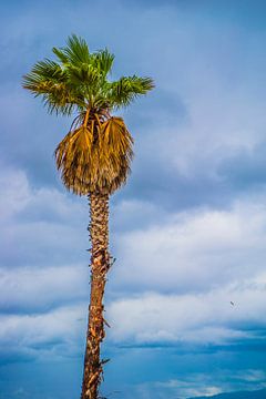 Tropische Palmboom van Fred Leeflang