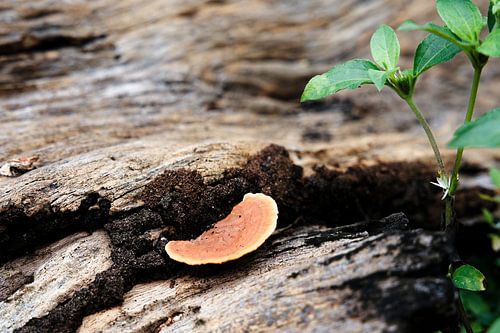 Oranje schimmels op rottend dood hout