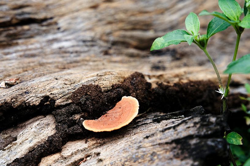 Champignons orangés sur bois mort en décomposition par Frank Photos