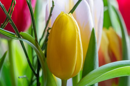 Fris en fruitige tulp