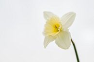 eine weiße Osterlilie von Rik Verslype Miniaturansicht