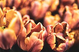 orange tulips by Nadine Rall