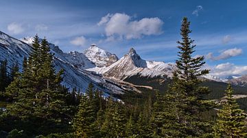 Besneeuwde Mount Athabasca van Timon Schneider