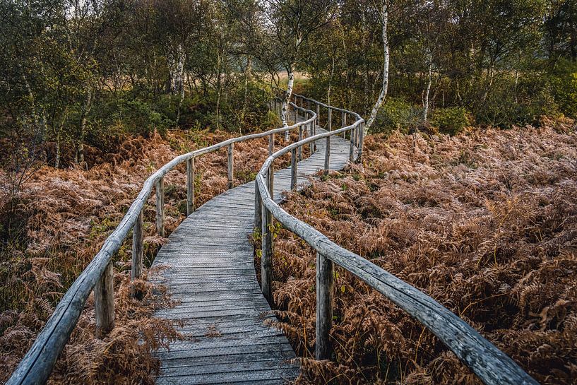 Parc national De Meinweg dans le Limbourg - Pays-Bas par Maurice Meerten