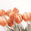 Red Yellow Tulips by Michael Schulz-Dostal