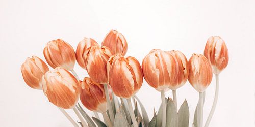 Rood Gele Tulpen