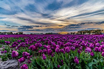 Tulips by Bert Boeren