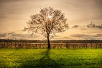 L'arbre solitaire de Bleacher Heath dans le soleil du soir.