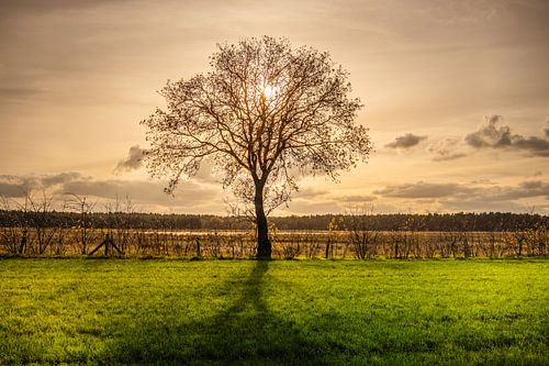 De eenzame boom op de Blekerheide in de avondzon. van Roger Hamblok