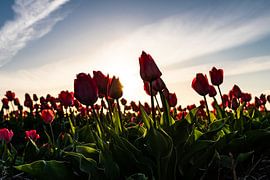 Dutch tulips in a bulb field by Linsey Aandewiel-Marijnen