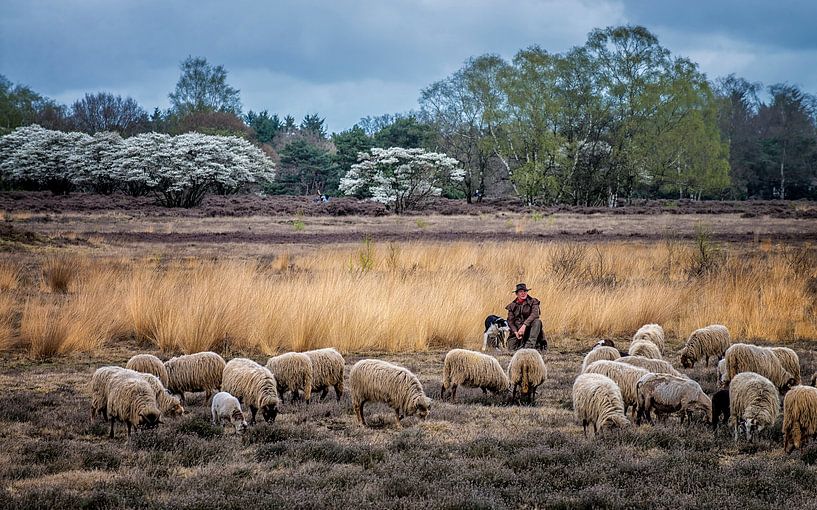 De schaapherder by TH Hoang