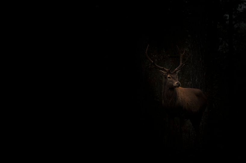 Apparition du cerf par Yoyce Garritsen
