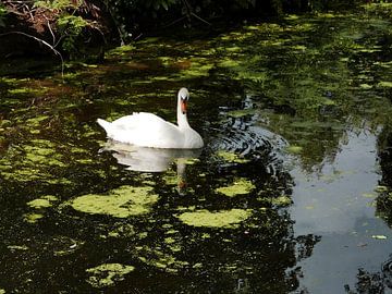Lonely swan surrounded by duckweed in dark water by Gert Bunt